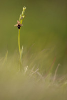Fly x. Bee Orchid, Selsey Common, May 2021