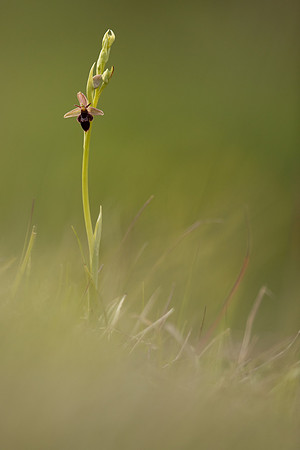 Fly x. Bee Orchid, Selsey Common, May 2021