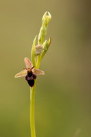 Fly x. Bee Orchid, Selsey Common, May 2021