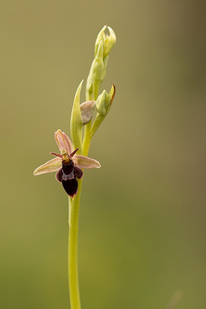 Fly x. Bee Orchid, Selsey Common, May 2021