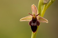 Fly x. Bee Orchid, Selsey Common, May 2021