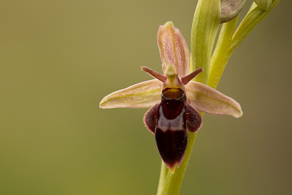 Fly x. Bee Orchid, Selsey Common, May 2021