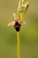 Fly x. Bee Orchid, Selsey Common, May 2021