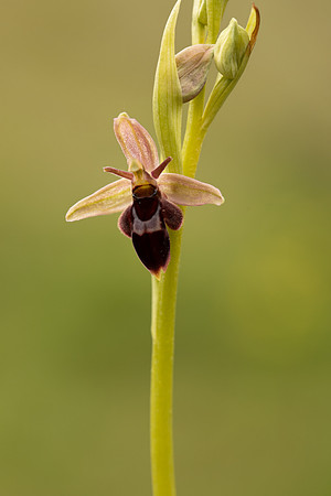 Fly x. Bee Orchid, Selsey Common, May 2021