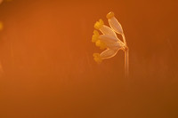 Cowslip