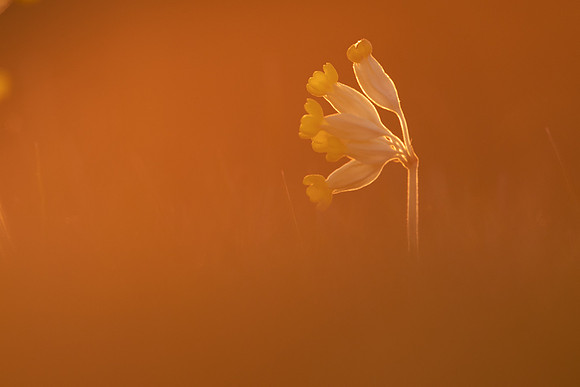 Cowslip, Morton, April 2021.