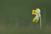 Cowslip, Morton, April 2021