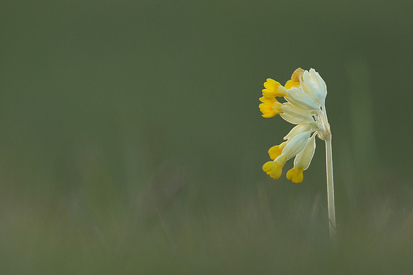 Cowslip, Morton, April 2021