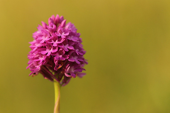Pyramidal Orchid, Oldbury Power station, May 2021