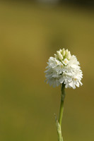 Pyramidal Orchid