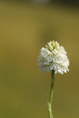 Pyramidal Orchid, Rodbrough Common, May 2021