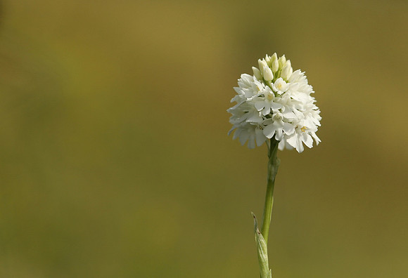 Pyramidal Orchid, Rodbrough Common, May 2021