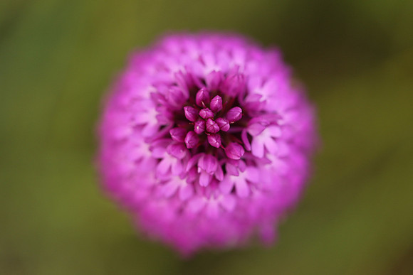 Pyramidal Orchid, Oldbury Power station, May 2021