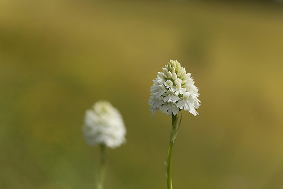 Pyramidal Orchid, Rodbrough Common, May 2021