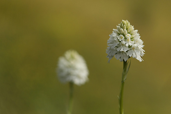 Pyramidal Orchid, Rodbrough Common, May 2021