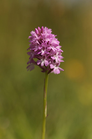 Pyramidal Orchid, Rodbrough Common, May 2021