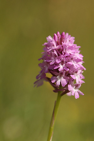 Pyramidal Orchid, Rodbrough Common, May 2021