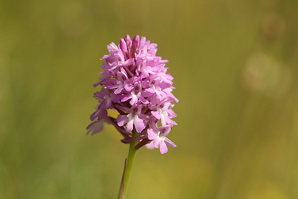 Pyramidal Orchid, Rodbrough Common, May 2021