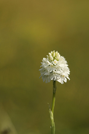 Pyramidal Orchid, Rodbrough Common, May 2021