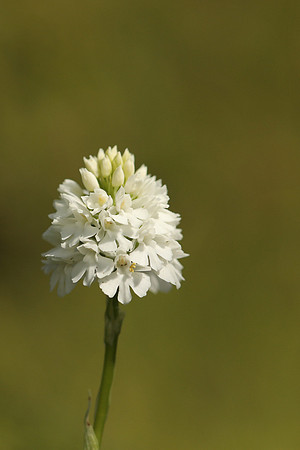 Pyramidal Orchid, Rodbrough Common, May 2021