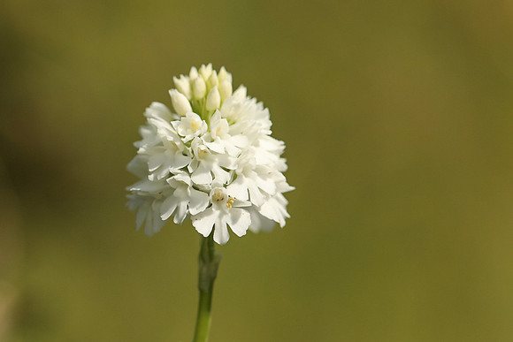 Pyramidal Orchid, Rodbrough Common, May 2021