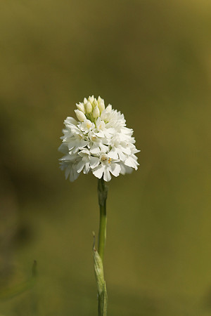 Pyramidal Orchid, Rodbrough Common, May 2021