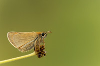Small Skipper