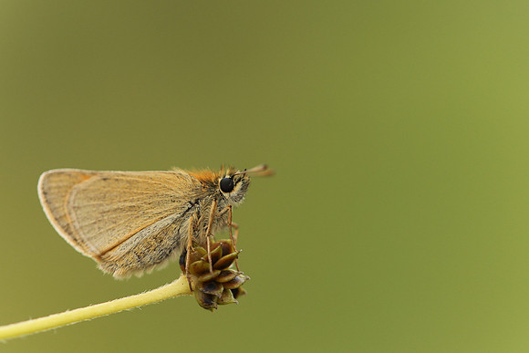 Small Skipper, Oldbury Power Station, May 2021.