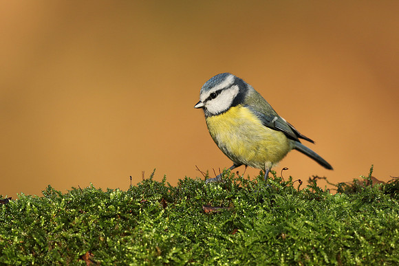Blue Tit, Milbury Heath, December 2020.