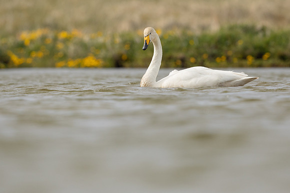 Whooper Swan, Snafellsnes, Iceland, June 2022