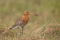 Black-tailed Godwit, Floi, Iceland, June 2022