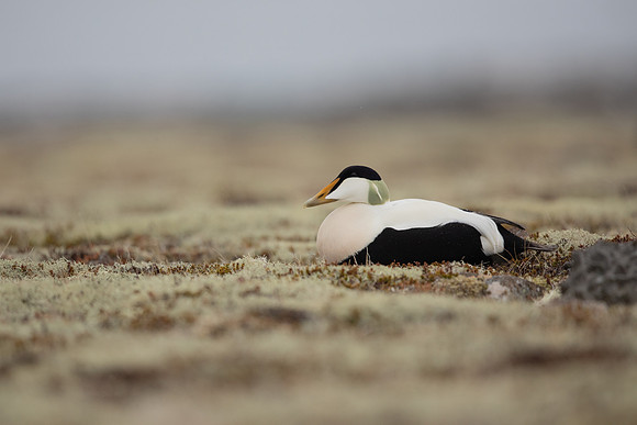 Eider Duck, Raufarhofn, Iceland, June 2022
