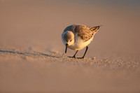 Sanderling, Fort Lauderdale, February 2020