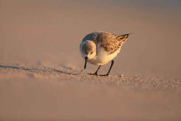 Sanderling, Fort Lauderdale, February 2020