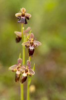 Woodcock x Fly Orchid, Dorset, May 2024.