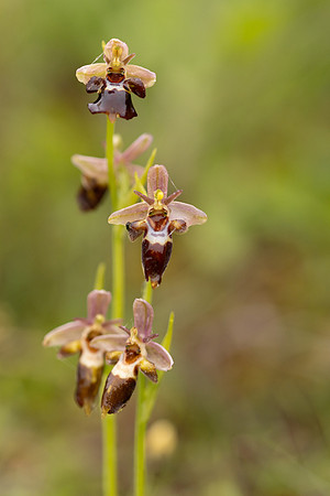 Woodcock x Fly Orchid, Dorset, May 2024.