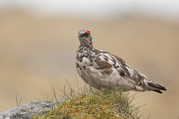 Ptarmigan, Raufarhofn, Iceland, June 2022