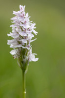 Heath Spotted-orchid, Vicarge Farm, June 2024
