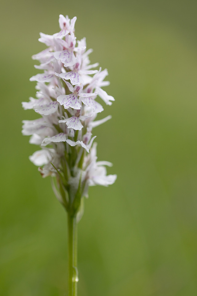 Heath Spotted-orchid, Vicarge Farm, June 2024
