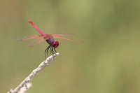 Violet Dropwing, Cape Greco, Cyprus, July 2024