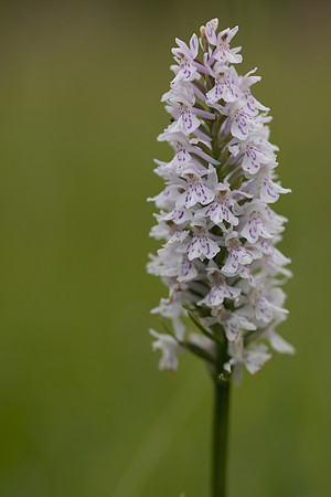 Common Spotted-orchid Orchid, Rudge Hill, June 2024