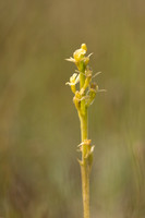 Fen Orchid, Kenfig, June 2024