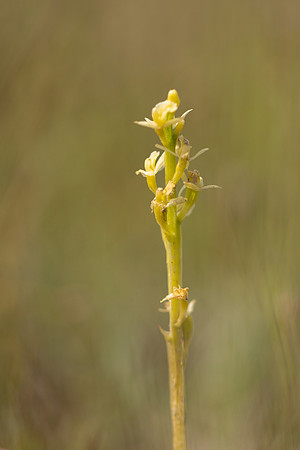 Fen Orchid, Kenfig, June 2024