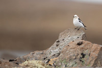 Snow Bunting, Raufarhofn, Iceland, June 2022
