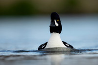 Barrows Goldeneye, River Laxa, Iceland, June 2022