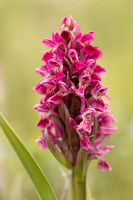 Early Marsh-orchid, Kenfig, June 2024