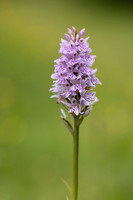 Common Spotted-orchid Orchid, Rudge Hill, June 2024.