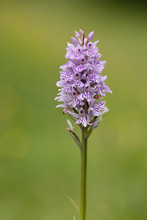 Common Spotted-orchid Orchid, Rudge Hill, June 2024.