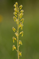 Common Twayblade, Rudge Hill, June 2023
