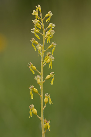 Common Twayblade, Rudge Hill, June 2023